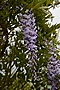 Wisteria Ludwik Lawin IMG_4419 Glicynia